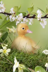 Cute Ducklings Drucke: Duckling. in spring set