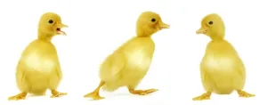 Duckling Photography Drucke: Ducklings