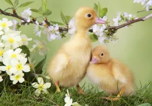 Ostern Drucke: Entwicklungsstufen der Gansgezwungen im Frühjahr setzen