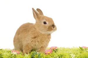Dwarf Rabbit Drucke: Dwarf Rabbit - in studio with flowers