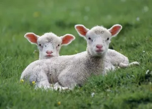 Countryside Photography Drucke: LAMBS - two lying down in field