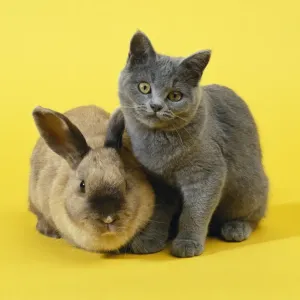 John Daniels Artwork Drucke: Rabbit & Cat - kitten