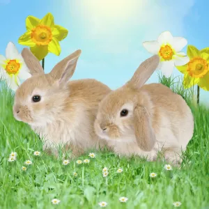 Ostern Drucke: Eichhorn - mit Tulpen Digitale Veränderung: Eichhörnchen