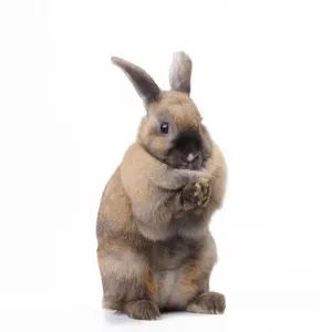 Limited Edition Animal Prints Drucke: Rabbit - sitting up on hind legs