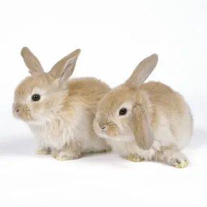 John Daniels Wildlife Photos Drucke: Rabbit - x2 three weeks old