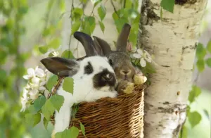 Pet Rabbits Drucke: Rabbits - in a basket