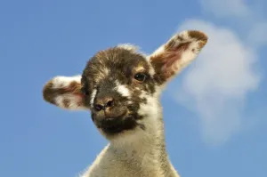Cute Farm Animals Drucke: Sheep - lamb against blue sky