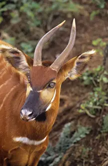 Unique Animal Wall Art Drucke: Eastern Bongo Antelope