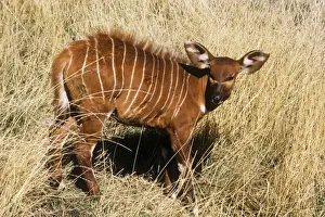 Exotic Animal Photography Drucke: Eastern Bongo Antelope - calf