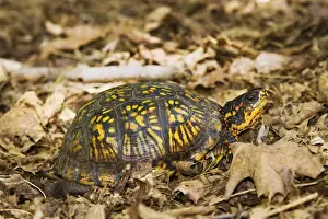 Wildlife Reptiles Drucke: Eastern Box Turtle