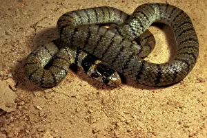 Venomous Snakes Australia Drucke: Eastern brown snake