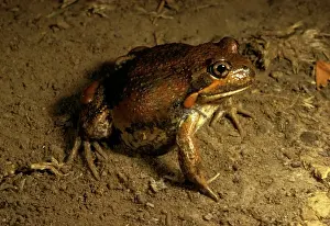 Australian Frogs Drucke: Eastern / Dumerils banjo frog