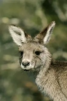 Australasian Wildlife Photography Drucke: Eastern Grey Kangaroo