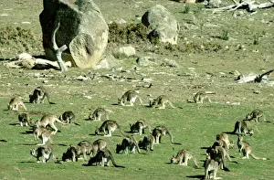 Australian Native Animals Photos Drucke: Eastern Grey Kangaroo - Large group