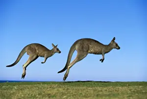 Australian Native Animals Pictures Drucke: Eastern Grey Kangaroo - Running