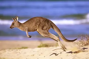 Drucke von FL-3365 Ostgreyschaf – laufend am Strand Murramarang-Nationalpark, Südküste von New South Wales, Australien Macropus giganteus Ferrero Labat Bitte beachten Sie Östliches Graues Känguru Drucke: Ostlicher Graugewitterhase - läuft am Strand in Murramarang-Nationalpark an der Südküste von Neuseeland