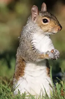 Sciurus Carolinensis Images Drucke: Eastern Grey Squirrel - foraging Hamden, Connecticut. USA