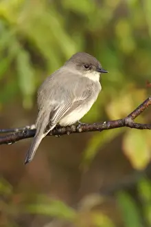 Wildlife Art Prints For Sale Drucke: Eastern Phoebe