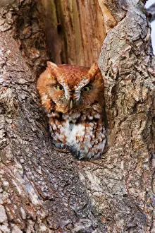 USA Wildlife Photography Drucke: Eastern Screech-Owl