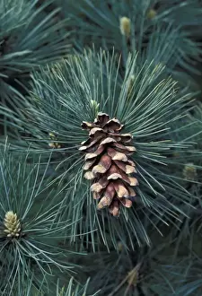 Close Up Pine Tree Drucke: Eastern White Pine