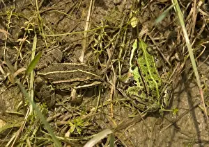 Pond Dwelling Frogs Drucke: Edible / Common Frogs, basking in sun