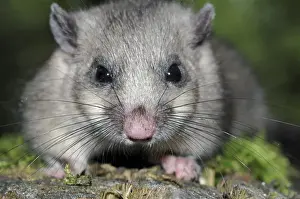 Essbares Eichhörnchen