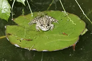 M Watson Wildlife Photography Drucke: Edible Frog