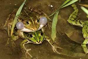 Amphibian Courtship Display Drucke: Edible Frog - amplexus - calling - Switzerland