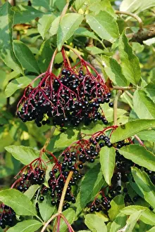 Alter Beeren