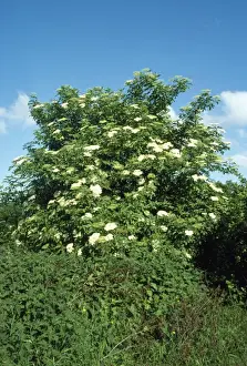 Ardea Wildlife Prints Drucke: Elder - in flower