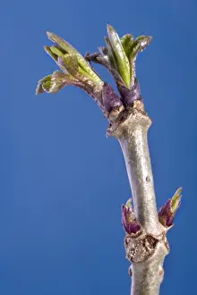 Tree Leaf Photography Drucke: Elder Tree - bud