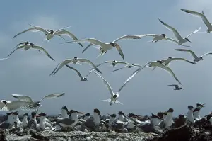 Flying Birds Over Water Drucke: Elegant Terns - flock returning to nests