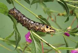 Elephant Hawk Moth Caterpillar Drucke: Elephant Hawk-moth Caterpillar