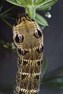 Unique Animal Wall Art Drucke: Elephant Hawk Moth - Larva