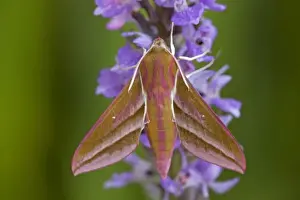 Cornwall Wildlife Photography Drucke: Elephant Hawkmoth - Cornwall - UK