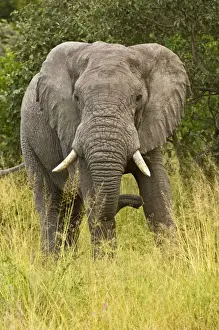 Geoff Trinder Photography Drucke: Elephant - From front - Okavango - Botswana