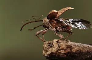 Insect Prints For Sale Drucke: Elephant Weevil - taking off