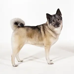 Personal Use Pet Photos Drucke: Elkhound Dog
