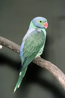 Wildlife Birds Photos Drucke: Emerald Collared