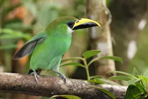 Thomas Marent Photography Drucke: Emerald Toucanet Belize