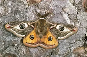 Drucke von USH-348 Kaiser-Moth mit offenen Flügeln Familie: Saturniidae Pavonien von Duncan Usher Bitte beachten Sie Bilder Datiert 2006 Mai: Keiserliche Mücke