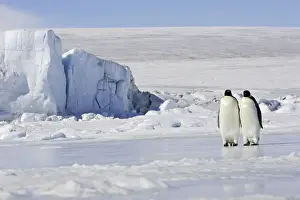 Emperor Penguin Images Drucke: Emperor Penguin - two adults standing on ice. Snow hill island - Antarctica