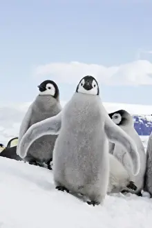 Emperor Penguin Colony Photos Drucke: Emperor Penguin - chick flapping wings. Snow hill island - Antarctica
