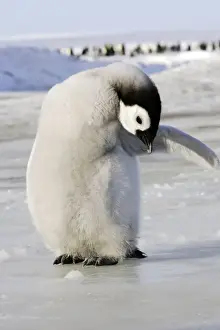 Antarctic Wildlife Prints Drucke: Emperor Penguin - chick preening. Snow hill island - Antarctica