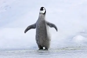 Rare Bird Species Images Drucke: Emperor Penguin - chick singing'. Snow hill island - Antarctica