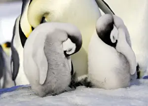 Snow Hill Island Antarctica Drucke: Emperor Penguin - two chicks sleeping. Snow hill island - Antarctica