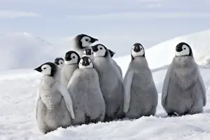 Snow Hill Island Penguins Drucke: Emperor Penguin - group of chicks. Snow hill island - Antarctica