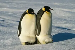 Kaiserpinguin - Wärmerchen