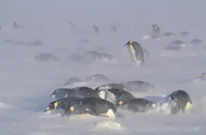 Antarctic Wildlife Pictures Drucke: Emperor penguins - in blizzard