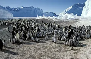 Penguin Chicks Drucke: Emperor penguins and chicks
